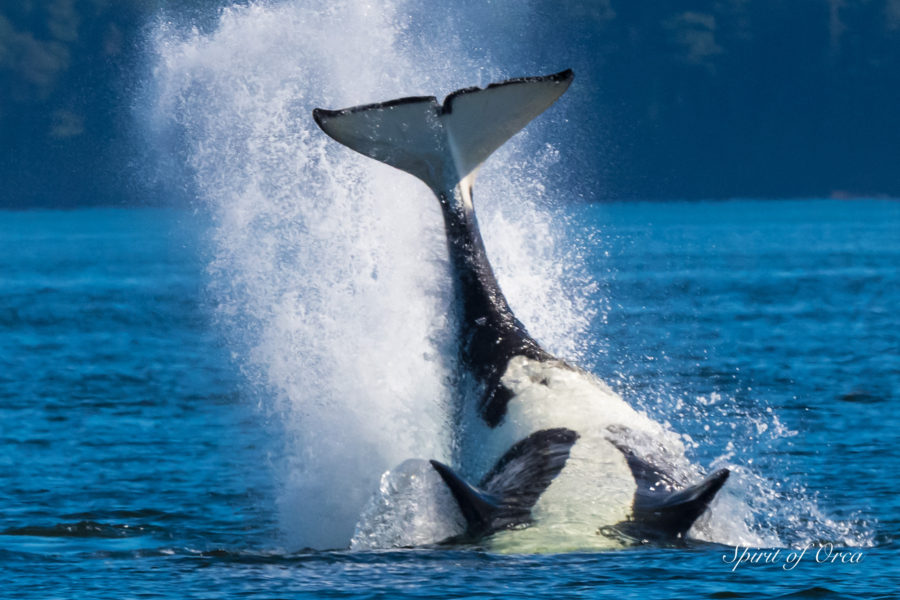 Tufted Puffins and Orca Assassins