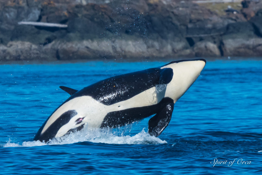 J Pod in Haro Strait