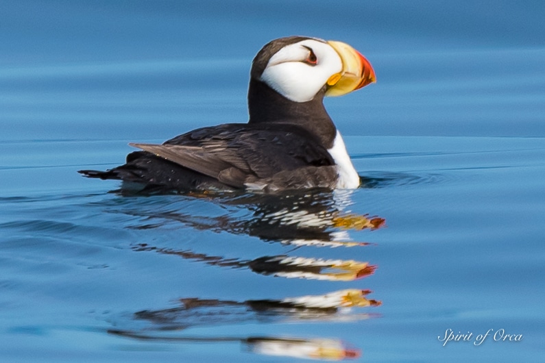 Horned Puffin Goal Achieved and Orca Too