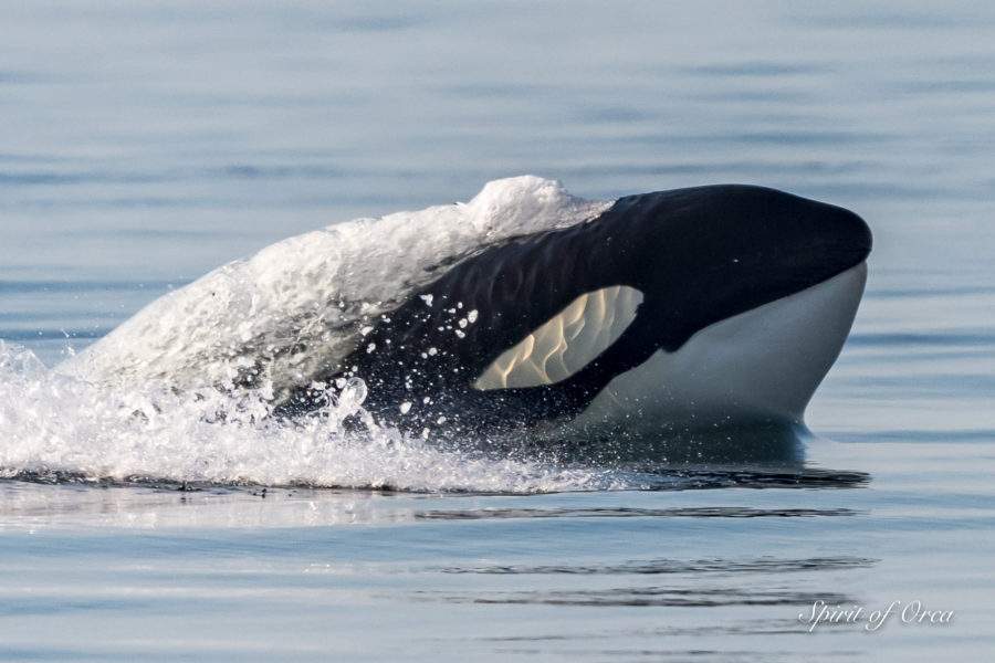 T18’s & T65B’s Pursue a Minke Whale