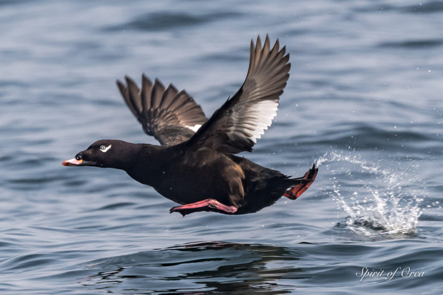 Bald Puffins and T123s