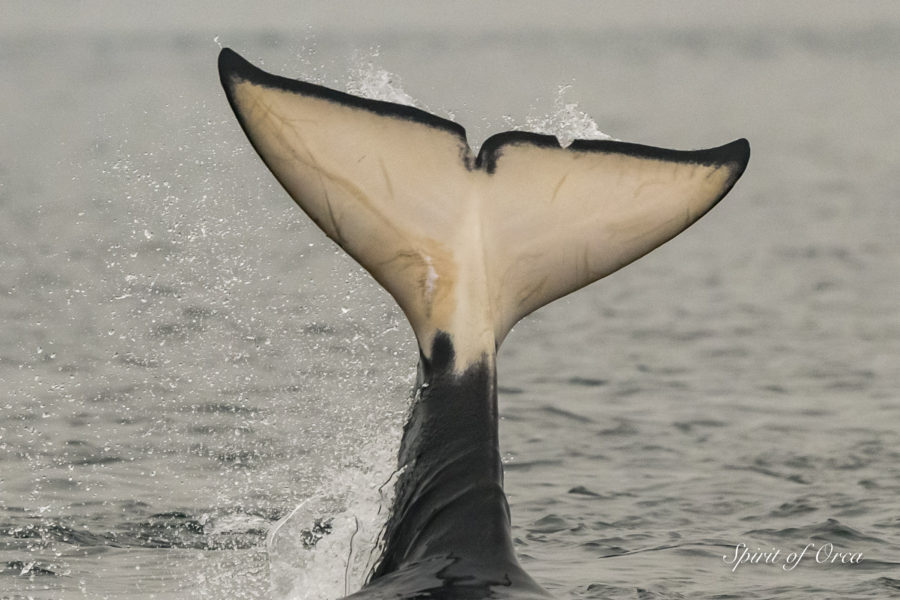 Smoky Waters & Killer Whales