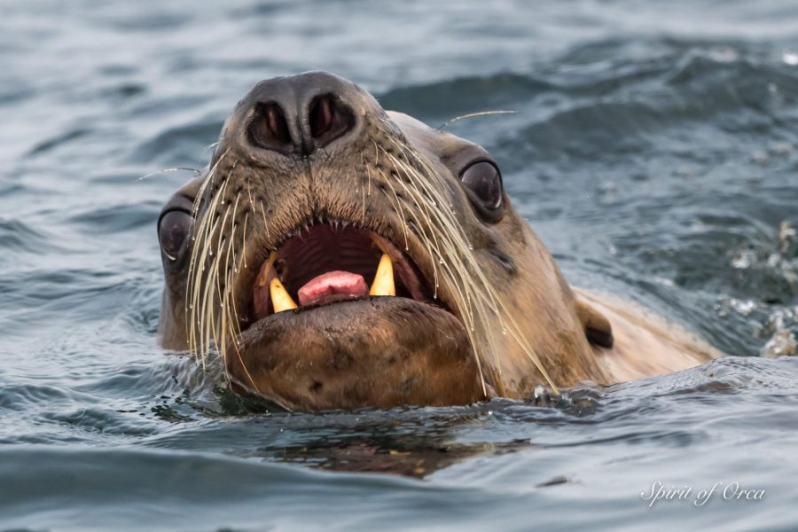 Great Blue Heron and Steller Sea Lions