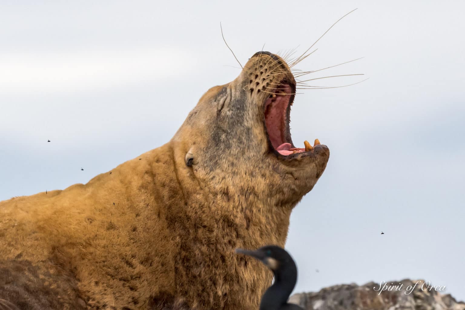 Yawning Steller Sea Lions - Surf Scoters- Spirit of Orca