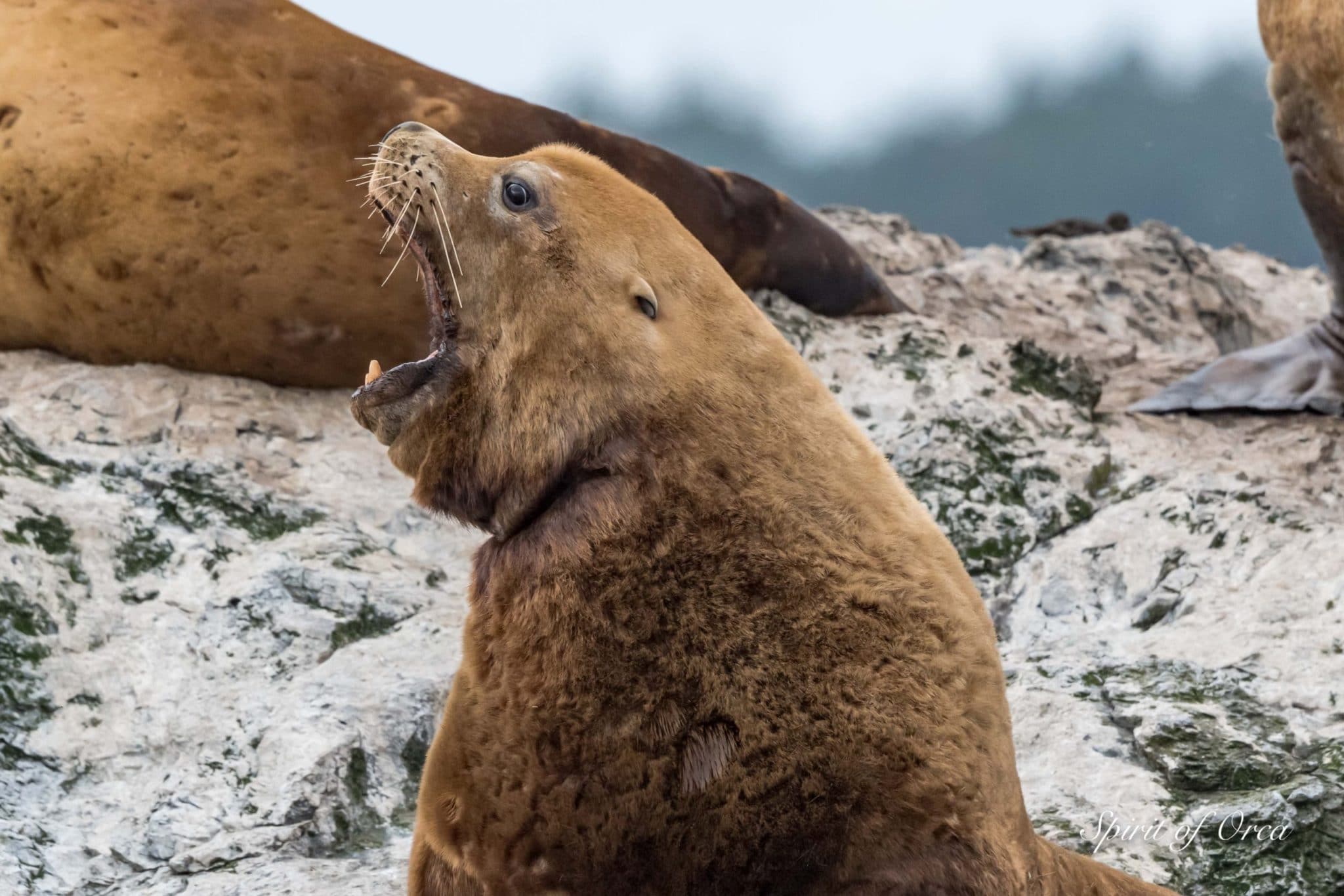 Yawning Steller Sea Lions - Surf Scoters- Spirit of Orca