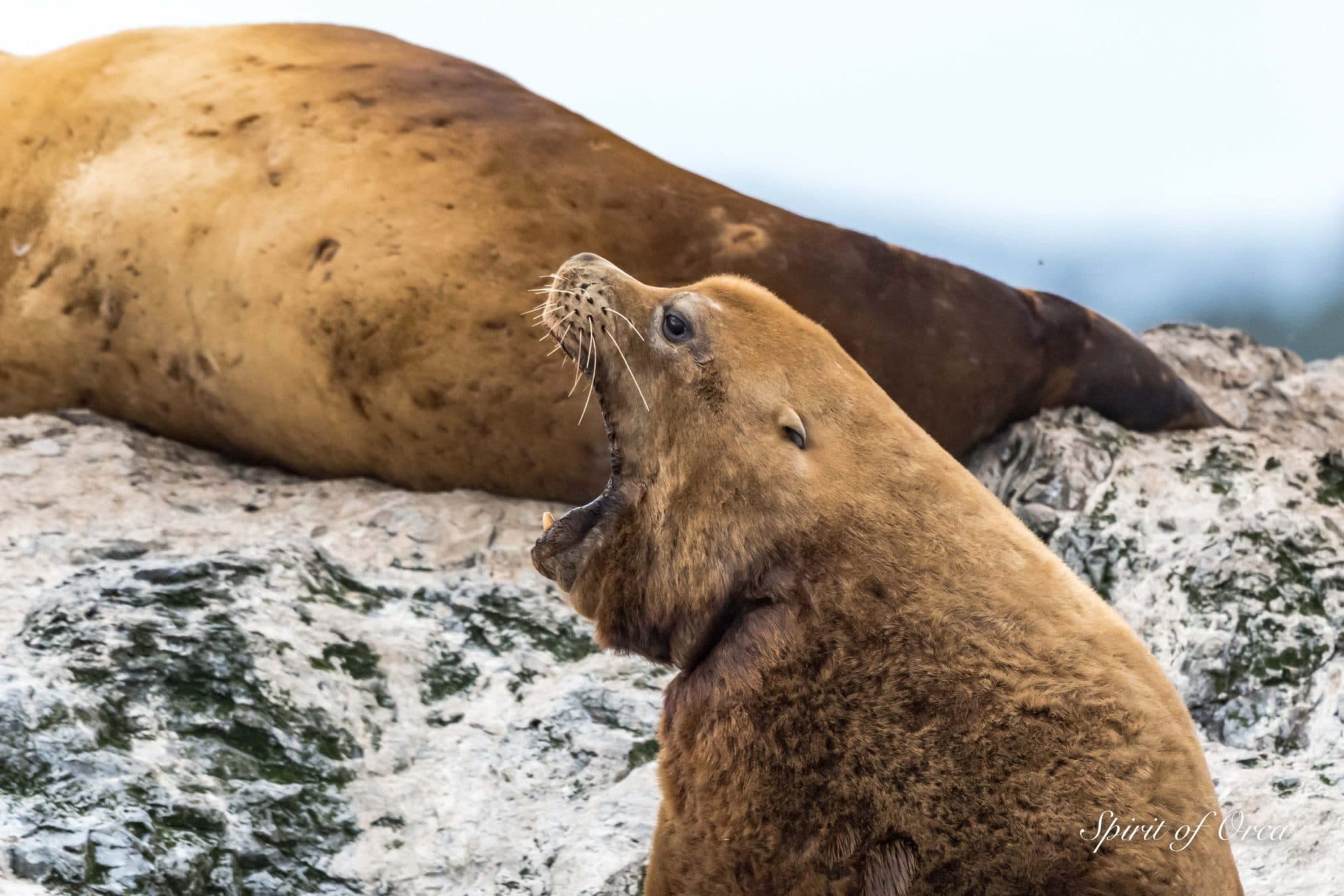 Yawning Steller Sea Lions - Surf Scoters- Spirit of Orca