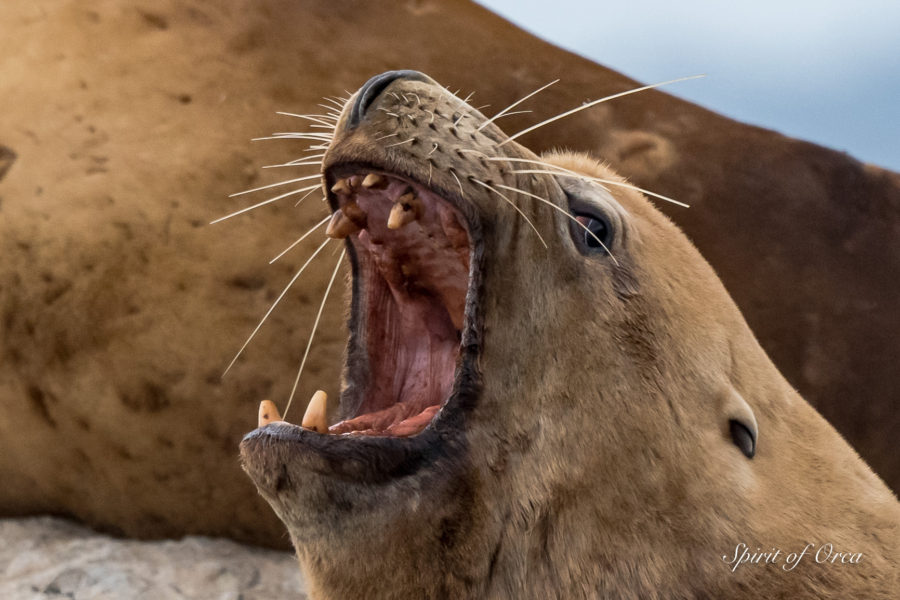 Yawning Steller Sea Lions