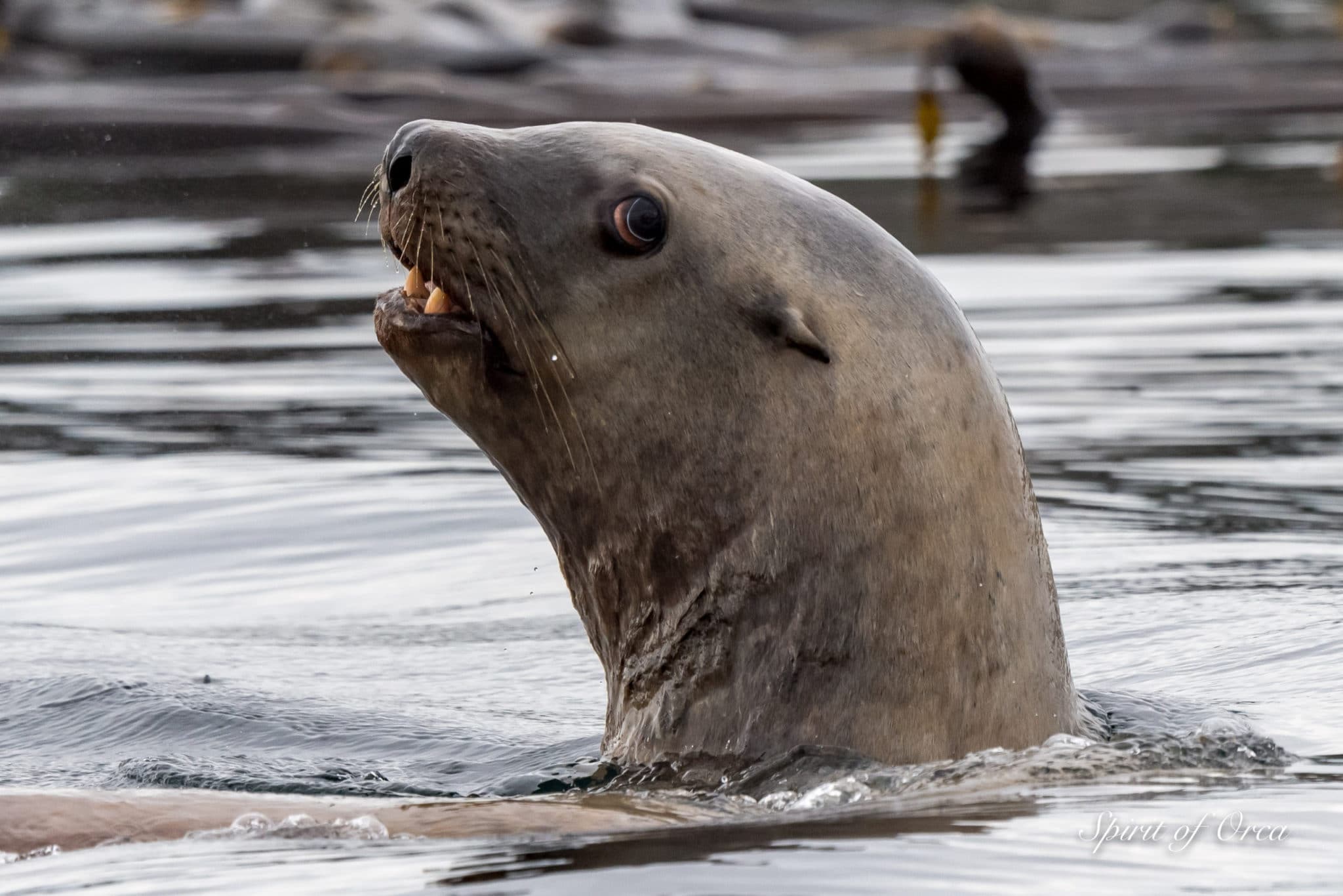 Yawning Steller Sea Lions - Surf Scoters- Spirit of Orca