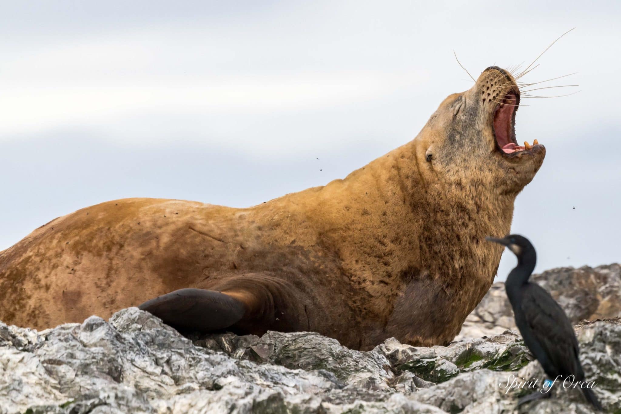 Yawning Steller Sea Lions - Surf Scoters- Spirit of Orca