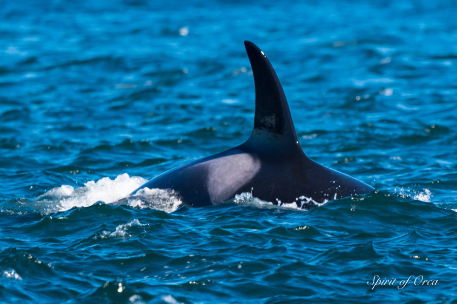J Pod in Puget Sound & Zephyr in Boundary Pass