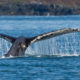 Humpback Whales known as Frankenstein and Slalom