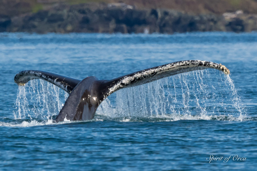 Humpback Whales known as Frankenstein and Slalom