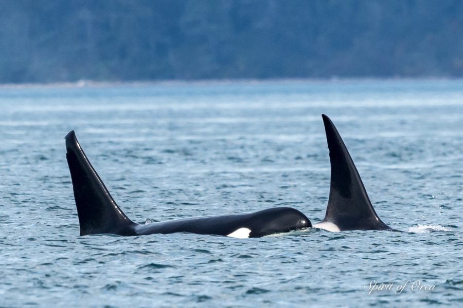 Multiple Pods of Orca