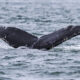 Achilles One Year Old Humpback & T137s