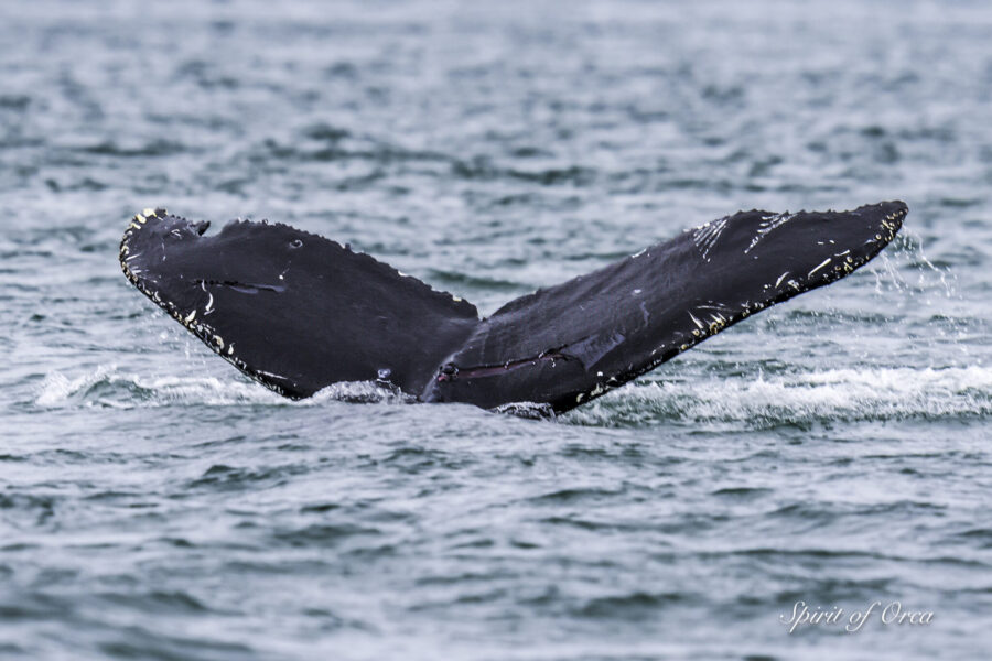 Achilles One Year Old Humpback & T137s