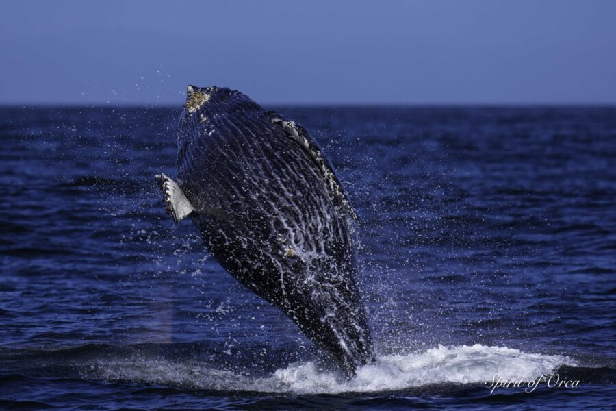 Breaching Humpbacks & 9 Orca