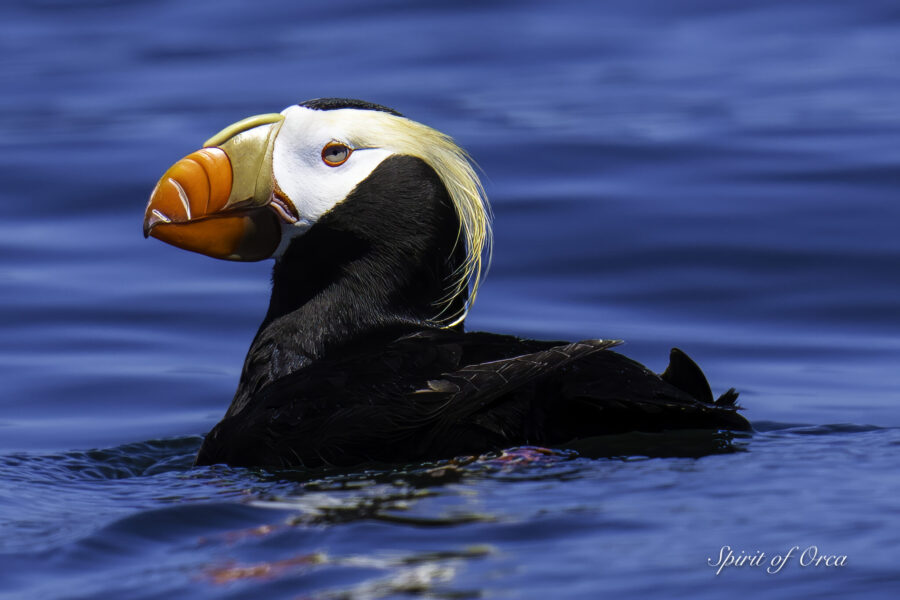 Puffins Orca and Ottis