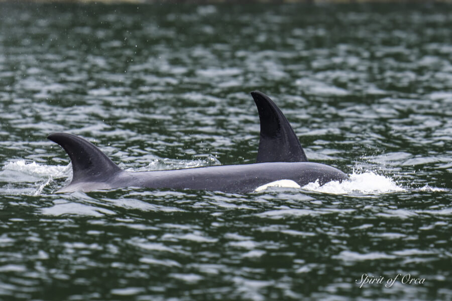 T99s Gray Whale and T46Bs