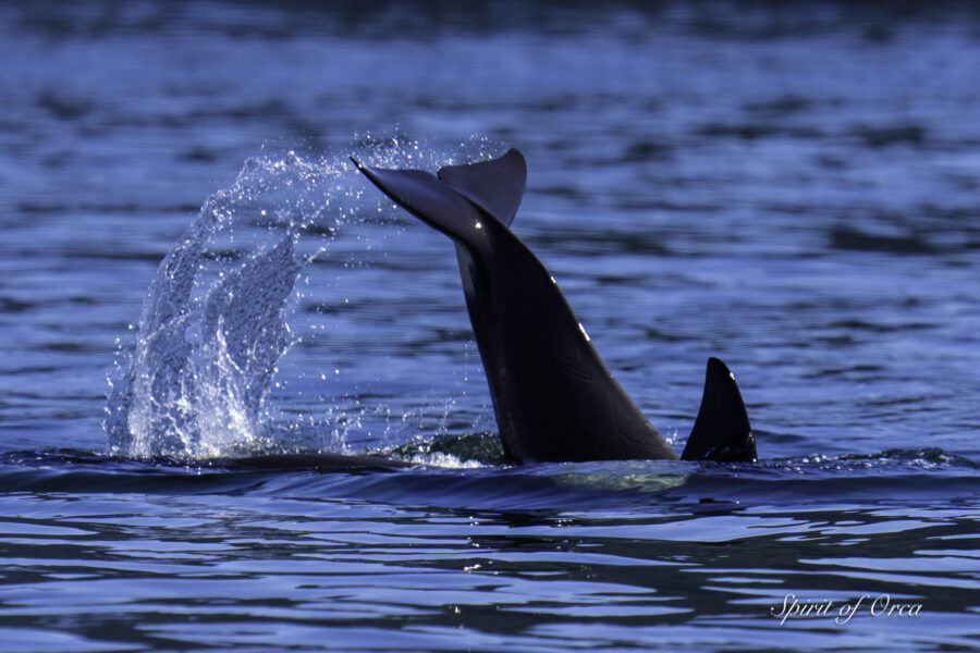 T36As T49C Gray Whale and Elusive T65Bs