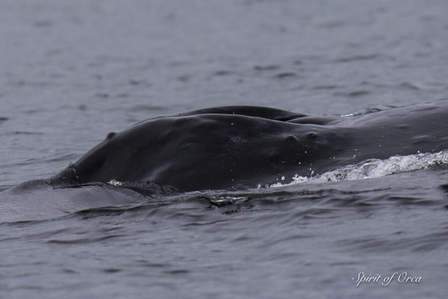 Orca Humpback and more