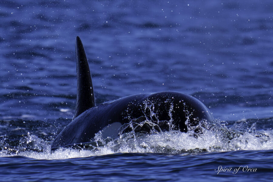 Choppy water and 10 orcas