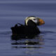 T65Bs & Tufted Puffins