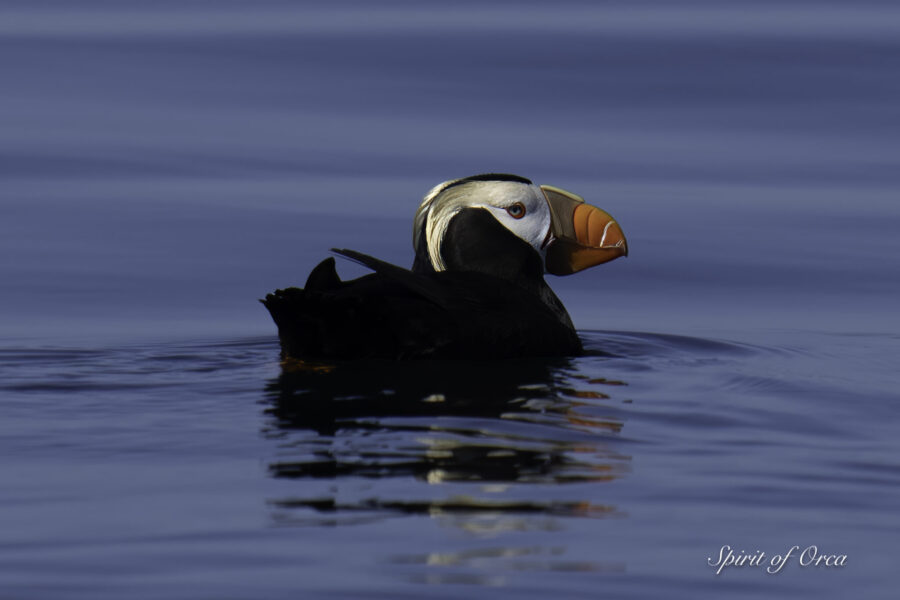 T65Bs & Tufted Puffins