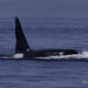 25 Orcas together T34As, 35s, 36As,37s, 38s, 46Bs, 49As, 49C, 75, 75A