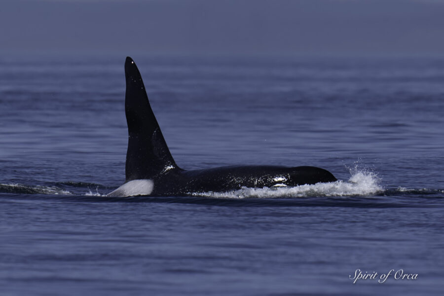 25 Orcas together T34As, 35s, 36As,37s, 38s, 46Bs, 49As, 49C, 75, 75A