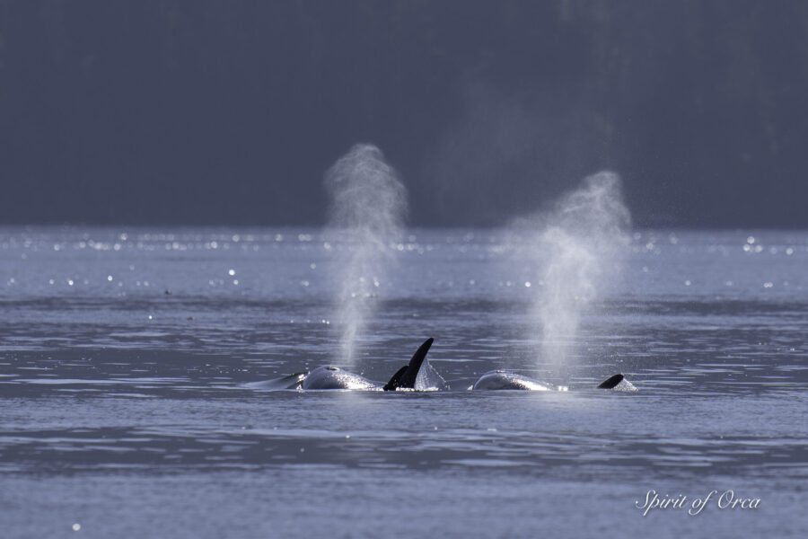 T65Bs and Tussling Sea Lions