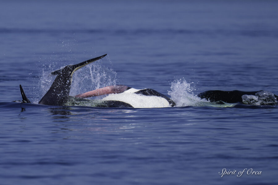 Playful and Frisky T65Bs and Seal Chomping T109As