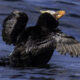 Puffins Turnstones and T75s