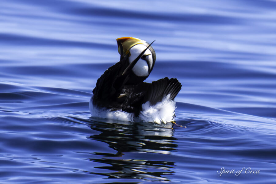 Two Horned Puffins? T46Bs