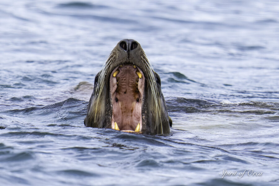 T34s T37s and Silly Sea Lions