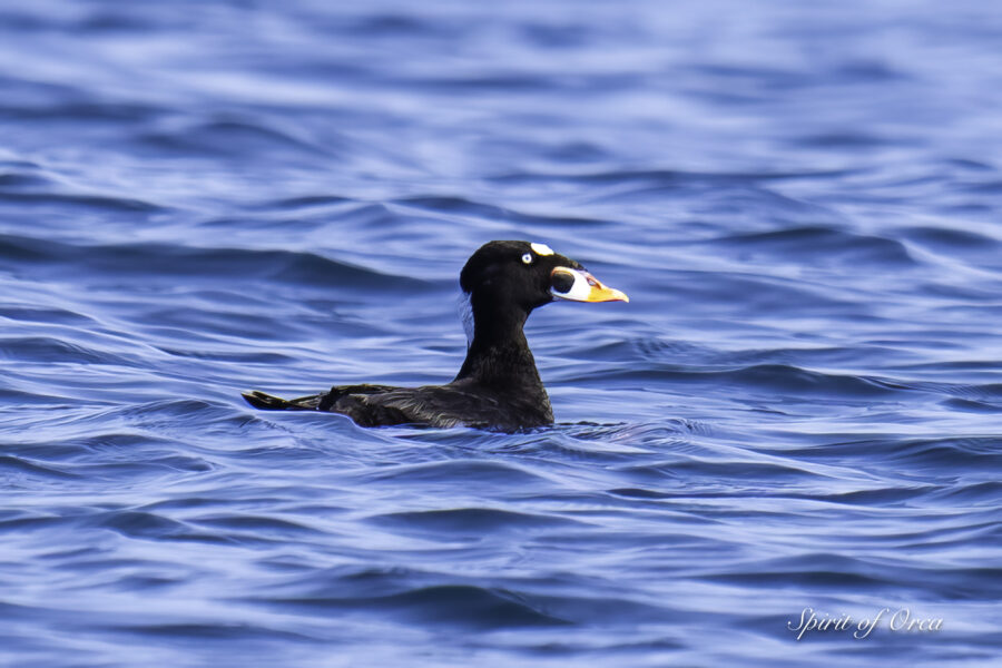 Two very successful birding tours