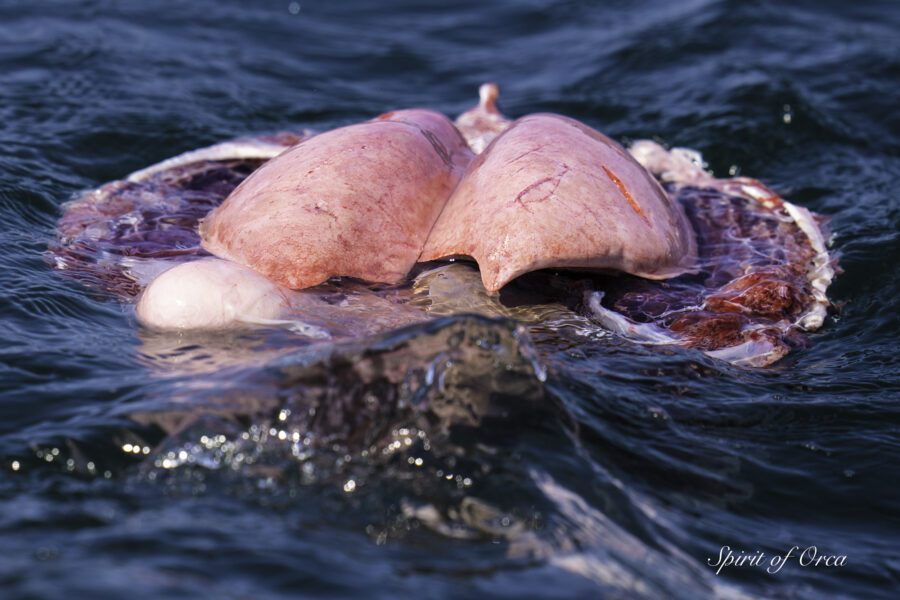 Porpoise Kill and Bloody Waters