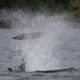 Orcas Tormenting a Rhinoceros Auklet