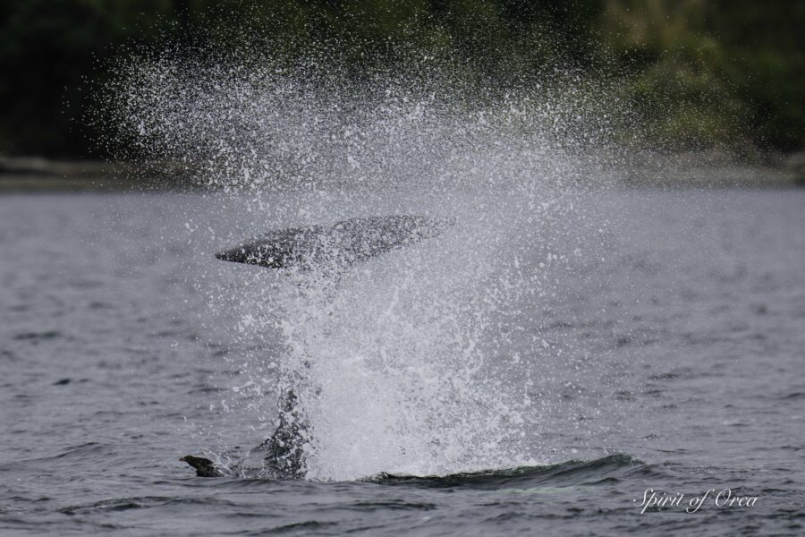 Orcas Tormenting a Rhinoceros Auklet