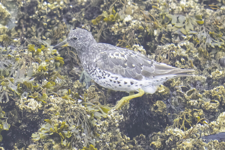 Birding in the Fog