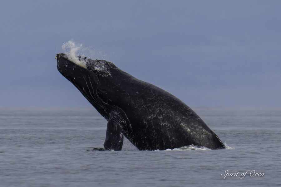 Epic Humpack Encounter