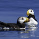 First ever photos of two Horned Puffins together at Smith Island