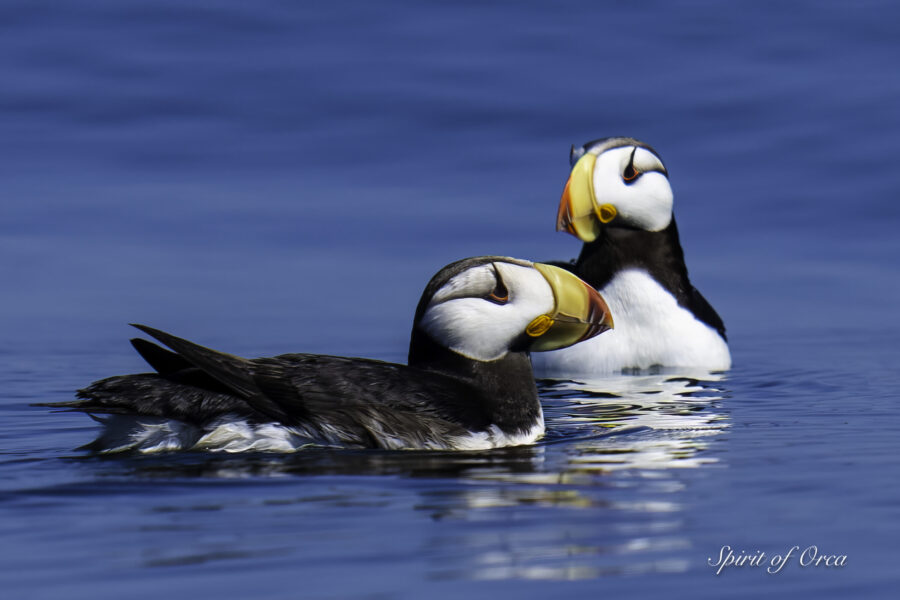 First ever photos of two Horned Puffins together at Smith Island