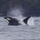 Nine Orcas Breaching and Porpoising