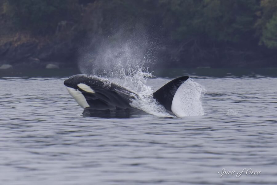 Nine Orcas Breaching and Porpoising