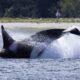 T99s in Hood Canal