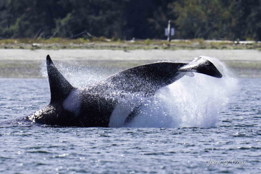 T99s in Hood Canal