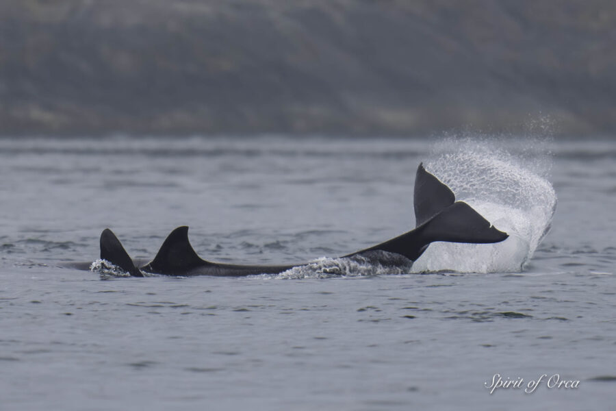 T60s Near Moresby Island Killing a Seal