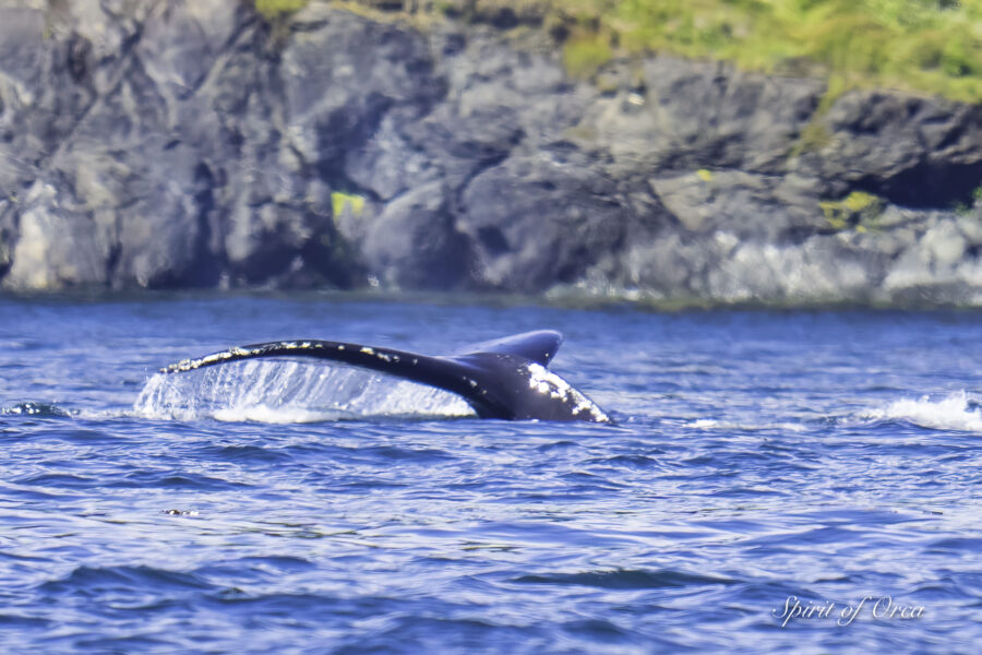 Zephyr and Calf