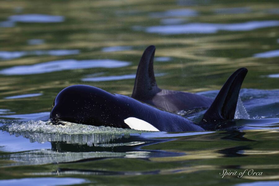 T49As in Rosario Strait