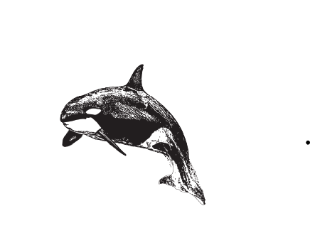 Spirit of Orca Whale Watching, Birding & Wildlife Tours logo